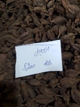 Picture of Black Cardamom – بڑی الائچی