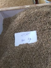 Picture of Cumin seeds سفيد زيره